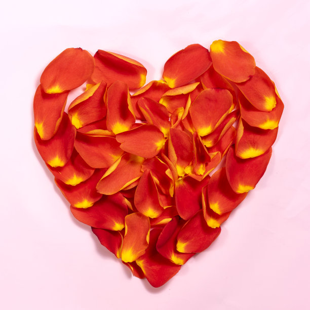 粉色背景的玫瑰花瓣做成的心形。图片下载