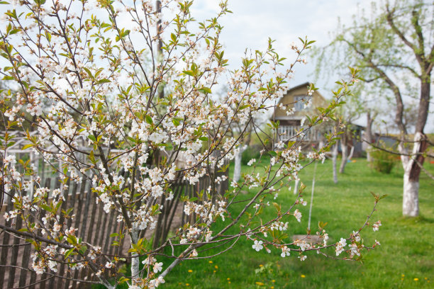 乡村景观与村庄的房子和樱花盛开图片下载
