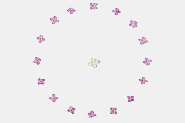 由白色背景上孤立的春天丁香花制成的框架。花组成。平的。俯视图图片下载