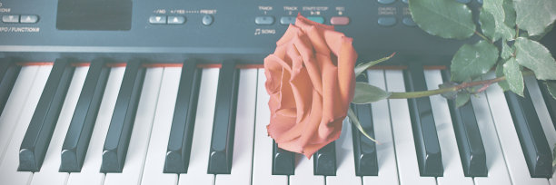 钢琴键盘上天然的红玫瑰图片下载