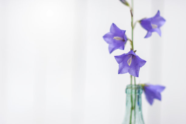 在白色木质背景的玻璃花瓶里的野花风铃花图片下载