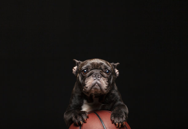 狗篮球暗背景图像图片下载