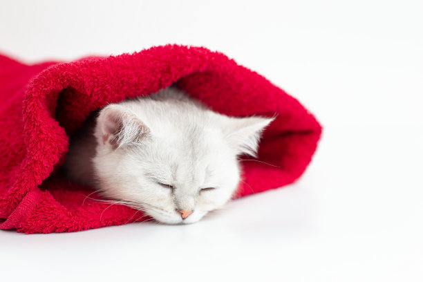 靠近可爱的白色小猫睡在一个红色的毛巾在白色的背景图片下载