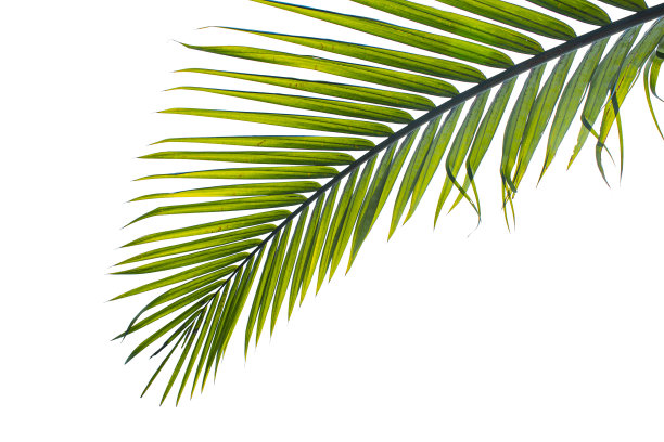 棕榈叶孤立在白色背景上图片下载