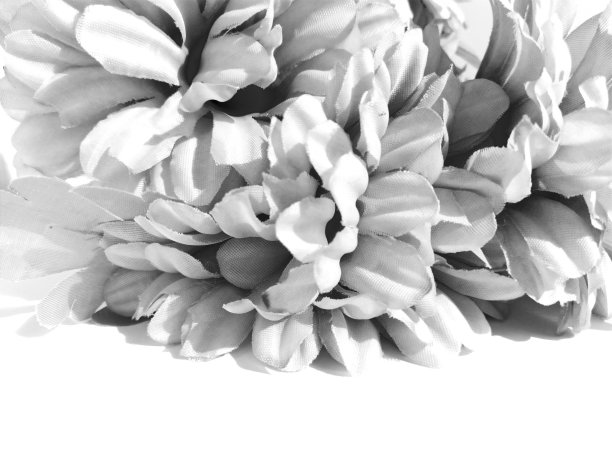 白色的菊花花瓣。菊花为网上商店。白色和灰色背景。软的焦点。悲哀的主题图片下载