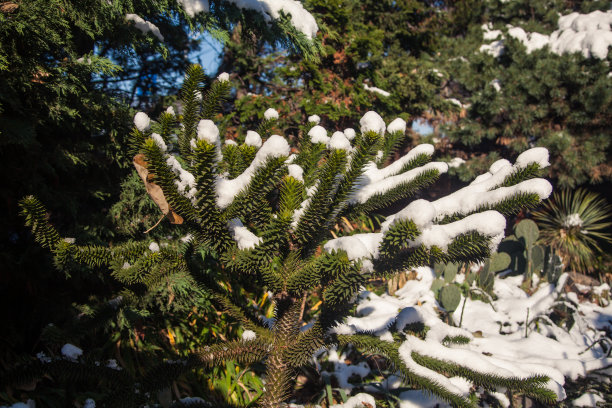猴拼图树在冬天的一天覆盖着雪图片下载