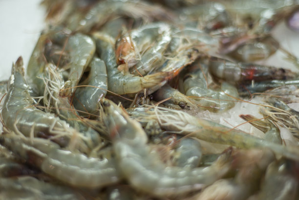 在黑山科托尔的科托尔农贸市场，新鲜的生虾放在冰上。图片下载