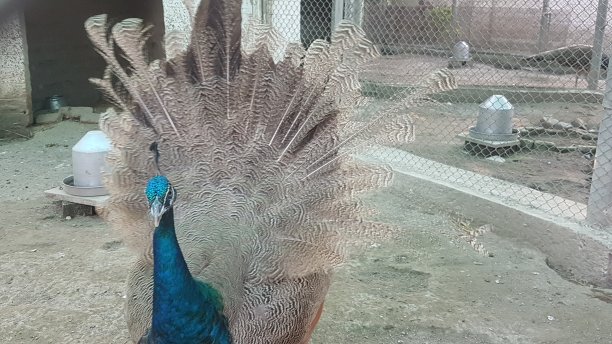 Khyber Pukhtoonkhwa的野鸡图片下载