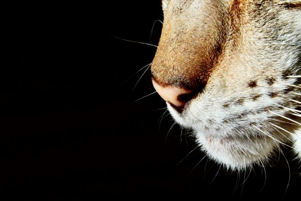 猫的鼻子非常近图片下载