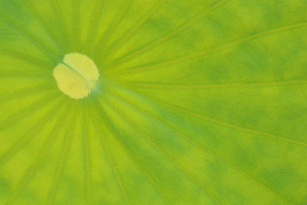 神圣的莲花图片下载