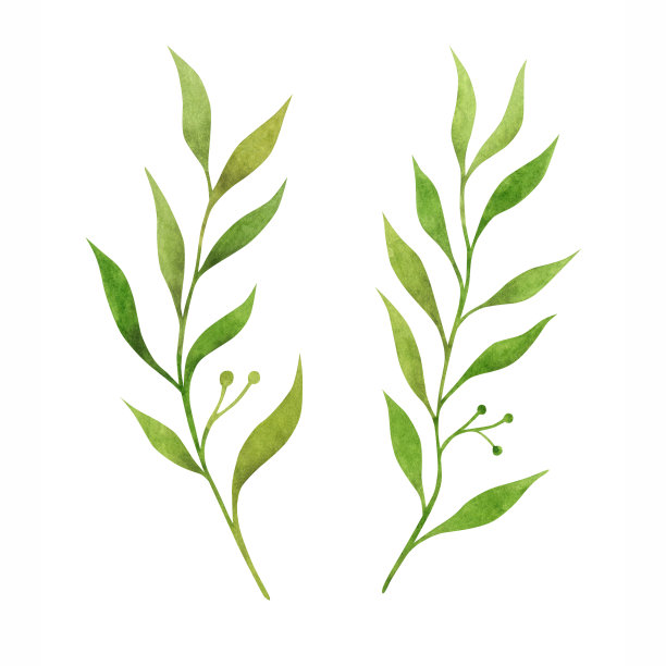 手绘水彩绿色叶子。图片下载