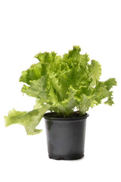 白色背景的花盆里的绿色生菜图片下载