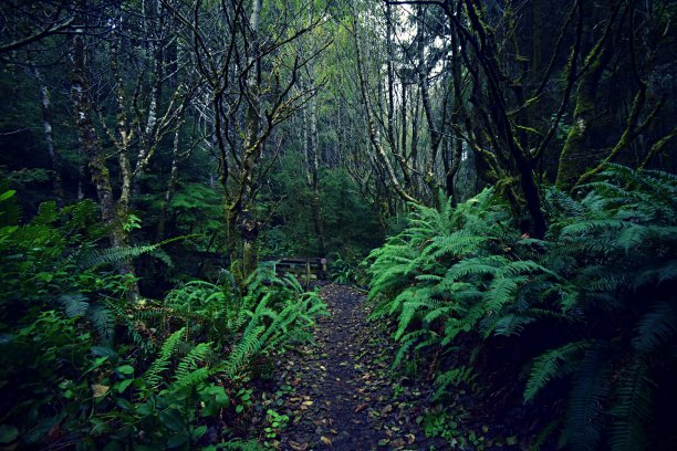 翠绿的途径图片下载