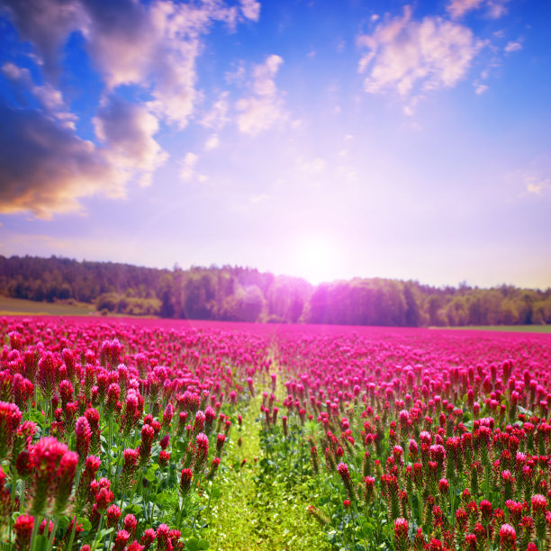 一片开着深红色三叶草(三叶草属)的田野。图片下载