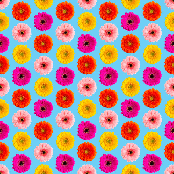 天衣无缝的彩色非洲菊图案上的蓝色。双子座照片转换成无缝模式图片下载