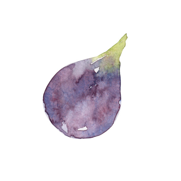 水彩手绘紫罗兰无花果孤立的白色背景。热带甜果。多汁的。图片下载