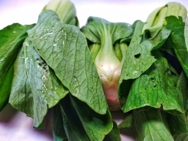 博克凯或帕克伊图片下载