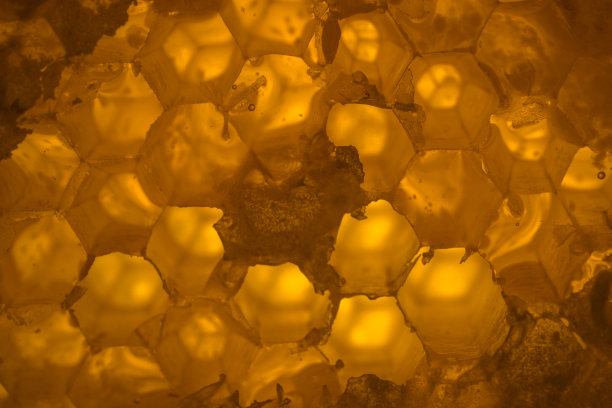 宏蜂窝的图片下载