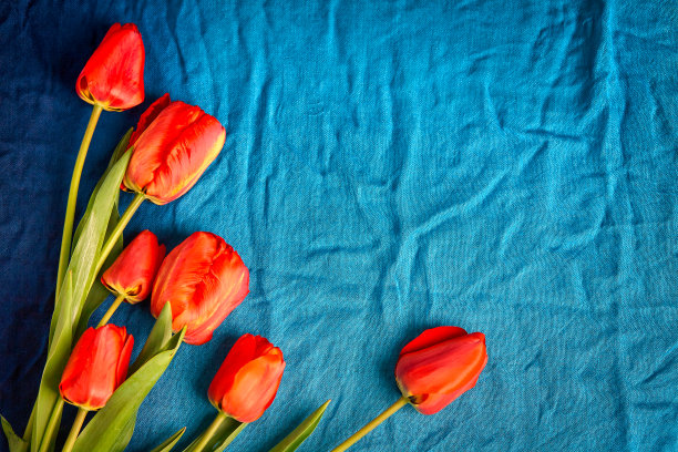 一组红色郁金香在蓝色的织物背景图片下载