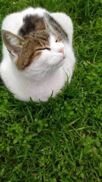 一只闭着眼睛睡觉的猫图片下载