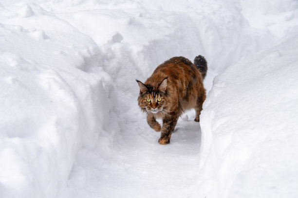 猫在雪中奔跑。缅因猫走在雪堆之间的雪道上图片下载