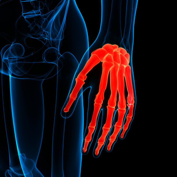 人体骨骼系统骨关节解剖学图片下载