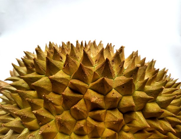 榴梿刺图片下载