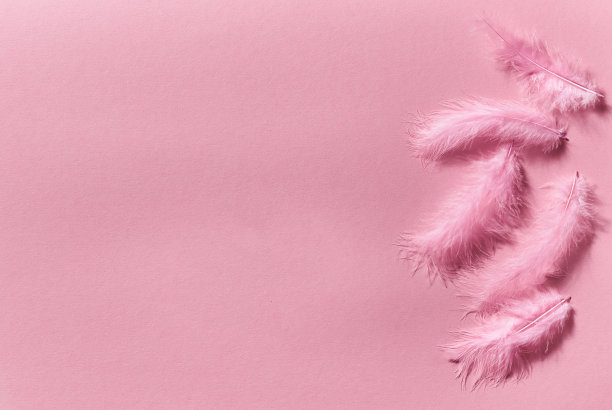 粉红色纸背景上的精致的粉红色羽毛。本空间图片下载