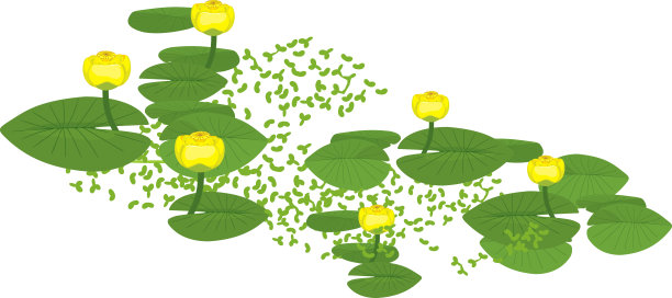 黄色的睡莲植物，叶子绿色，花黄色，孤立在白色背景上图片下载