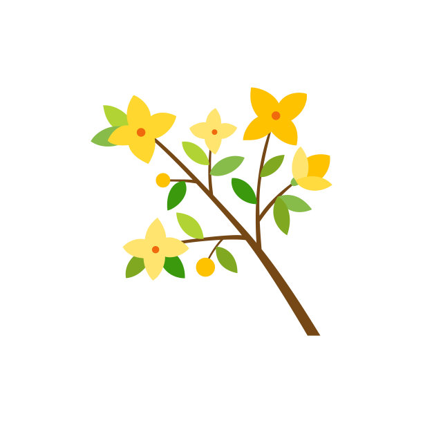 在白色背景上孤立的连翘枝图片下载