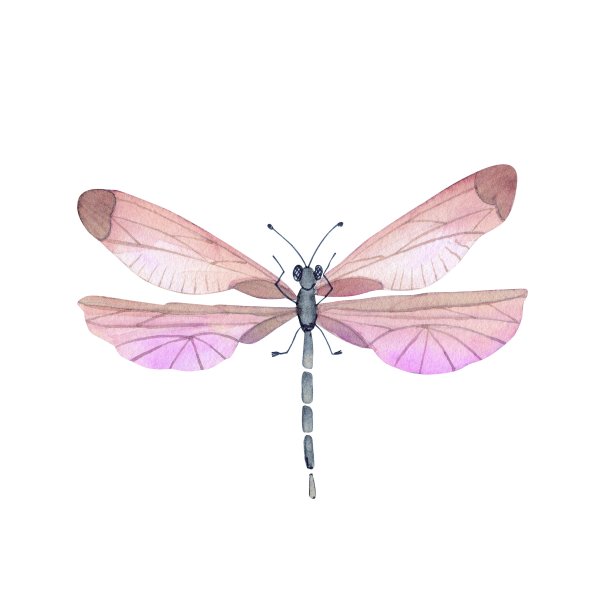 可爱的粉红色热带蜻蜓在白色的背景近距离，插图水彩手绘图片下载