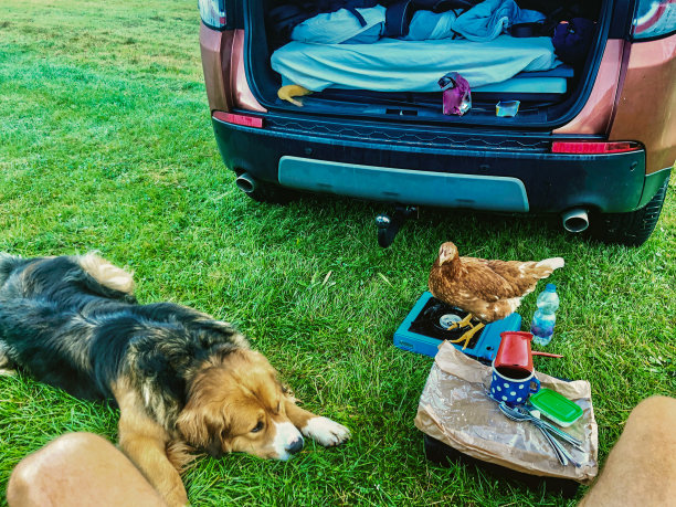 宠物狗带着好奇的母鸡在草地上露营图片下载
