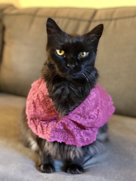 性感的猫-家宠物-穿着胸罩的黑猫图片下载