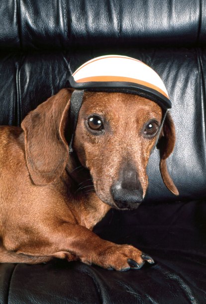 狗的特写肖像图片下载