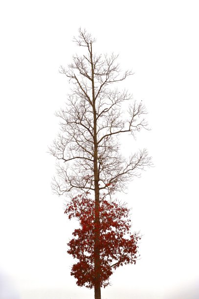 季节性的进展图片下载