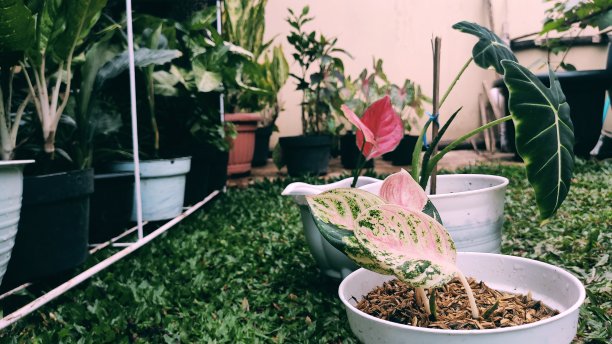 房子的植物图片下载