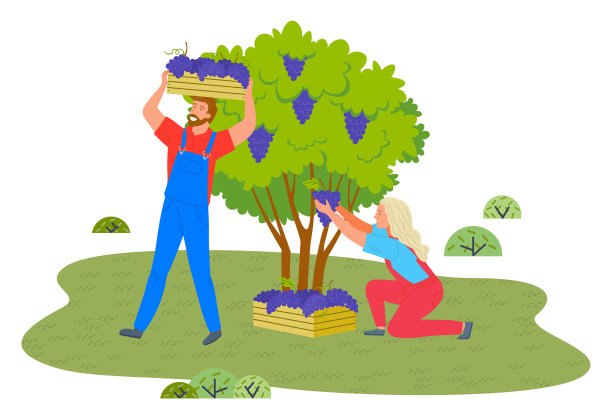 男人和女人从灌木丛中采摘葡萄图片下载