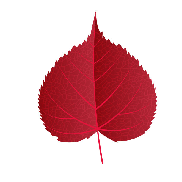 白色背景上的秋叶图片下载