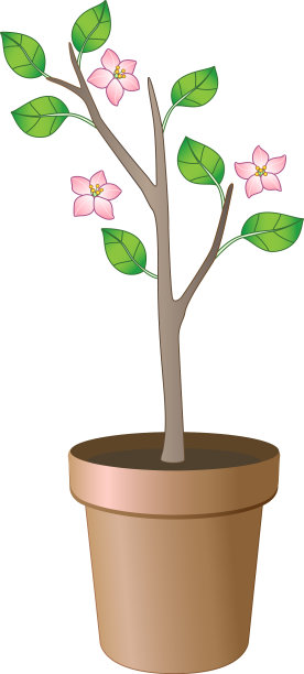 把植物种在花盆里图片下载