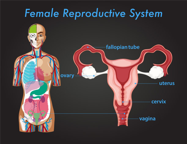 女性生殖系统科普海报图片下载