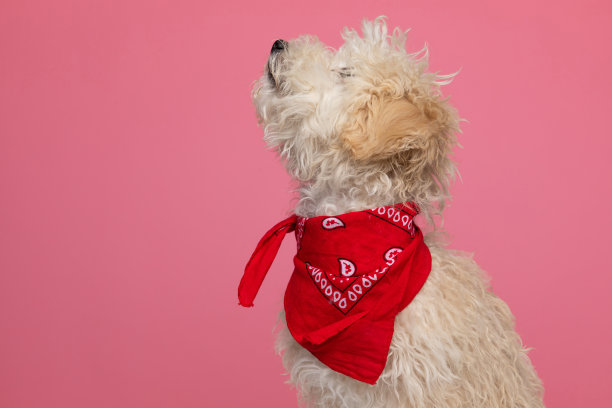可爱的caniche狗抬头看和戴着红色大手帕图片下载
