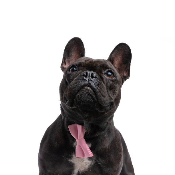 一只系着粉色领结的法国斗牛犬抬起头来图片下载