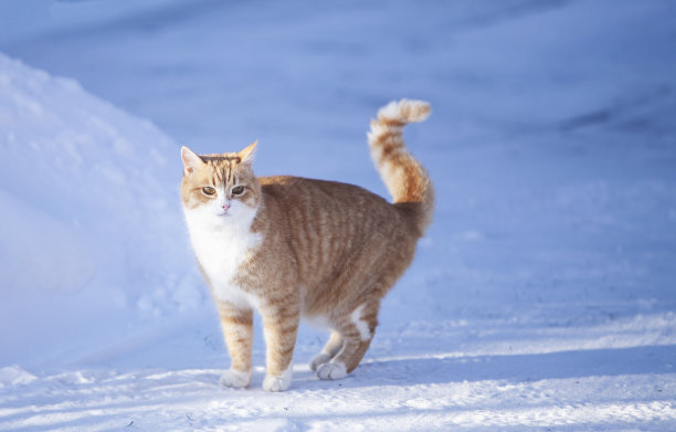 美丽的姜红色的猫在雪地里。阳光明媚的冬日户外图片下载