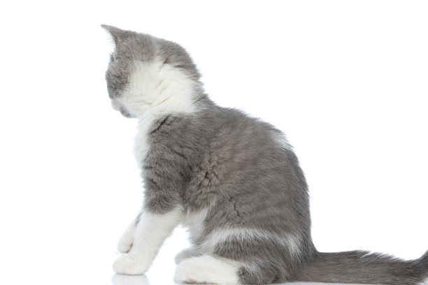 英国短毛猫远离镜头图片下载