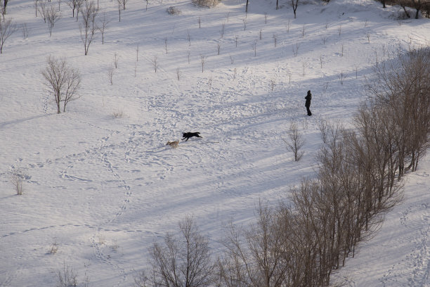 家狗在冬天的田野上奔跑，附近有一个人的剪影。从以上观点。宠物的概念。图片下载