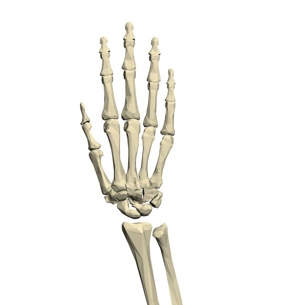 在白色背景上分离的人手低聚骨架。3 d。矢量图图片下载