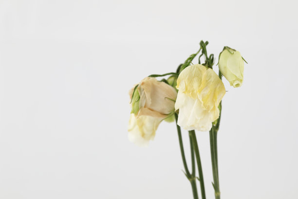 有正在凋谢的玫瑰图片下载