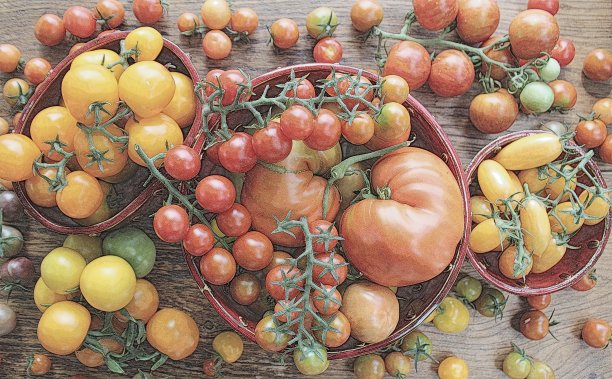 新鲜的彩色成熟的西红柿在木板上。前视图。图片下载