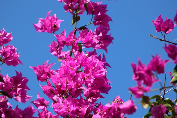 春天芙蓉图片下载