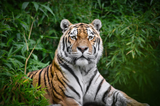 西伯利亚虎的肖像素材图片